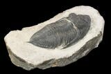 Bargain, Zlichovaspis Trilobite - Atchana, Morocco #119862-4